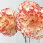 20 Moldes p/ Flores - Imagem 20