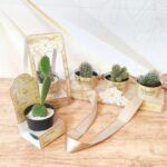 Kit Cactos e Suculentas - Dia dos Avós