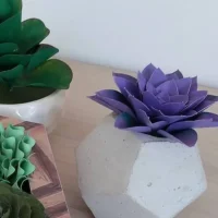 Suculenta 4