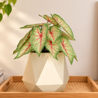 Arquivos de Corte Folhagens Realistas Caladium