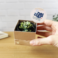 Box para Suculenta Dia dos Professores